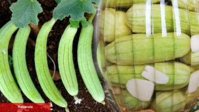 Acur turşusu meskende nasıl yapılır? Acur turşusu yapmanın püf noktaları