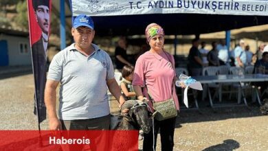 Aydın Büyükşehir Belediyesi Üreticilere Sakız Koçu, Sakız Koyunu, Çine Çaparı ve Honamlı Keçisi Hibe Etmeye Devam Ediyor - Haberois Aydın Büyükşehir Belediyesi Üreticilere Sakız Koçu, Sakız Koyunu, Çine Çaparı ve Honamlı Keçisi Hibe Etmeye Devam Ediyor