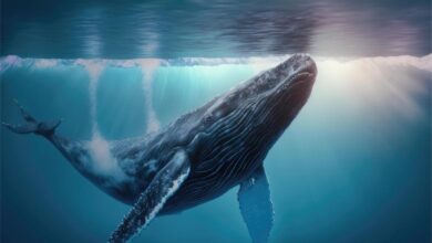 Bu Altcoin Balinaları Oyuna Geri Döndü: Amaçta Bu Düzey Var!