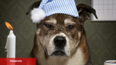 Emekliliğe Kalan Son Adımı Nasıl Atlatabilirim? - Haberois Emekliliğe Kalan Son Adımı Nasıl Atlatabilirim?