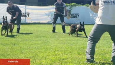 Hangi köpek ırklarından patlayıcı madde uzmanı çıkıyor? - Haberois Hangi köpek ırklarından patlayıcı madde uzmanı çıkıyor?