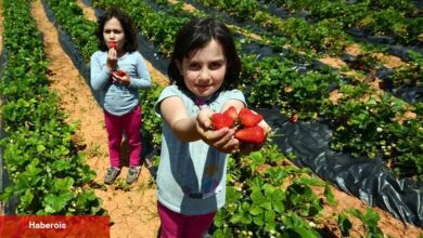 'Hüyük Çileği' Konya'nın ilk tescillisi oldu - Haberois 'Hüyük Çileği' Konya'nın ilk tescillisi oldu