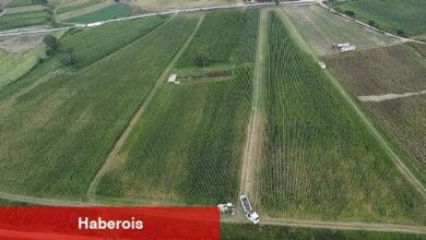 Kocaeli'de mısır hasadı mesaisi sürüyor; 37 bin dekar mısır tarlası tarıma kazandırıldı - Haberois Kocaeli'de mısır hasadı mesaisi sürüyor; 37 bin dekar mısır tarlası tarıma kazandırıldı