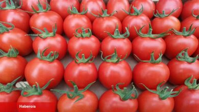 Menemen için eksiksiz domatesi seçmenin 7 yolu - Haberois Menemen için eksiksiz domatesi seçmenin 7 yolu