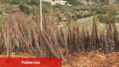 Muğla Büyükşehir Belediyesi "Her Kapıda Bir Fidan" projesi ile ücretsiz fidan dağıtımına başlıyor. - Haberois Muğla Büyükşehir Belediyesi "Her Kapıda Bir Fidan" projesi ile ücretsiz fidan dağıtımına başlıyor.