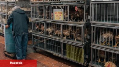 New York'taki Hayvan 'Islak Pazarları' Neden Bazı Bilim İnsanlarını Tedirgin Ediyor? - Haberois New York'taki Hayvan 'Islak Pazarları' Neden Bazı Bilim İnsanlarını Tedirgin Ediyor?