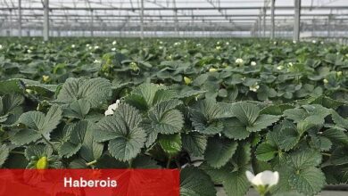 Sera yatırımı, ev almaktan 10 kat daha kârlı.