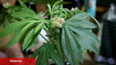 Trump, Florida'da Marihuananın Yasallaştırılmasına Destek Sinyali Verdi - Haberois Trump, Florida'da Marihuananın Yasallaştırılmasına Destek Sinyali Verdi