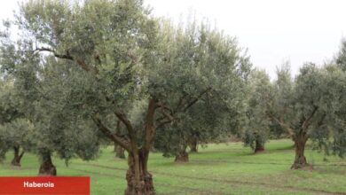 Zeytinde rekolte beyanı başlıyor... Beyan vermeyenden ürün alınmayacak! - Haberois Zeytinde rekolte beyanı başlıyor... Beyan vermeyenden ürün alınmayacak!