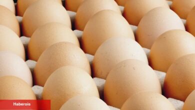 Egeli ihracatçılar: Yumurtada fon kesintisi ihracatı durduracak bir karar! - Haberois Egeli ihracatçılar: Yumurtada fon kesintisi ihracatı durduracak bir karar!