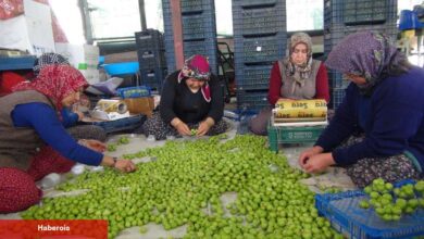 Fiyatı 8 bin TL'den 400 TL'ye düştü! Yurt dışından ağır talep var - Haberois Fiyatı 8 bin TL'den 400 TL'ye düştü! Yurt dışından ağır talep var