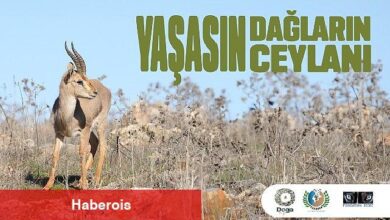Hatay Dağ Ceylanlarının Geleceği için Yeni Adımlar Atılıyor. - Haberois Hatay Dağ Ceylanlarının Geleceği için Yeni Adımlar Atılıyor.