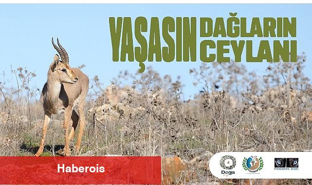 Hatay Dağ Ceylanlarının Geleceği için Yeni Adımlar Atılıyor. - Haberois Hatay Dağ Ceylanlarının Geleceği için Yeni Adımlar Atılıyor.