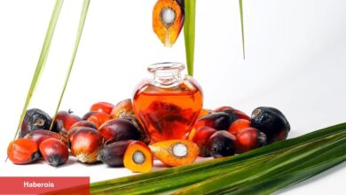 Palm yağıyla ilgili yanlış algılar çürütüldü! - Haberois Palm yağıyla ilgili yanlış algılar çürütüldü!