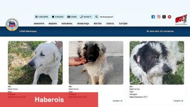 Sıcak Yuvalara Dijital Köprü: E-Pati Kemalpaşa