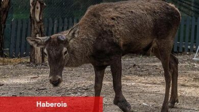 Yaralı olarak fabrikaya sığınan geyik emin ellerde
