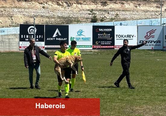 Amatör maçta alana giren köpeğe kırmızı kart! - Haberois Amatör maçta alana giren köpeğe kırmızı kart!