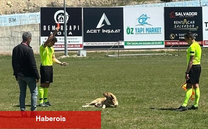 Amatör maçta alana giren köpeğe kırmızı kart! - Haberois Amatör maçta alana giren köpeğe kırmızı kart!