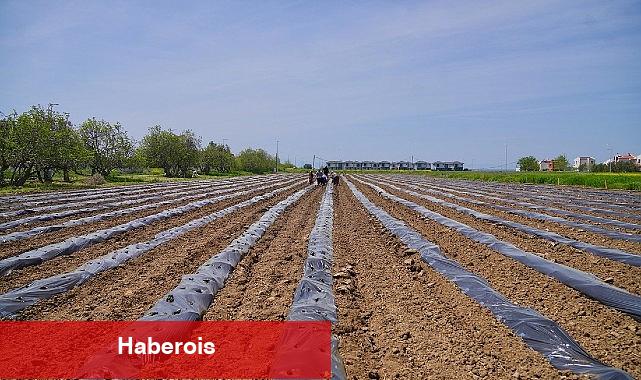 Ayvalık Üretim ve Pazarlama Kooperatifi'nden Örnek Proje: Çilekten Reçele Uzanan Yolculuk - Haberois Ayvalık Üretim ve Pazarlama Kooperatifi'nden Örnek Proje: Çilekten Reçele Uzanan Yolculuk