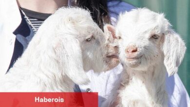 Doğal yaşam parkında yavru heyecanı