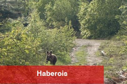 Düzce Kaynaşlı’da piknik yapanların sürpriz misafiri! - Haberois Düzce Kaynaşlı’da piknik yapanların sürpriz misafiri!