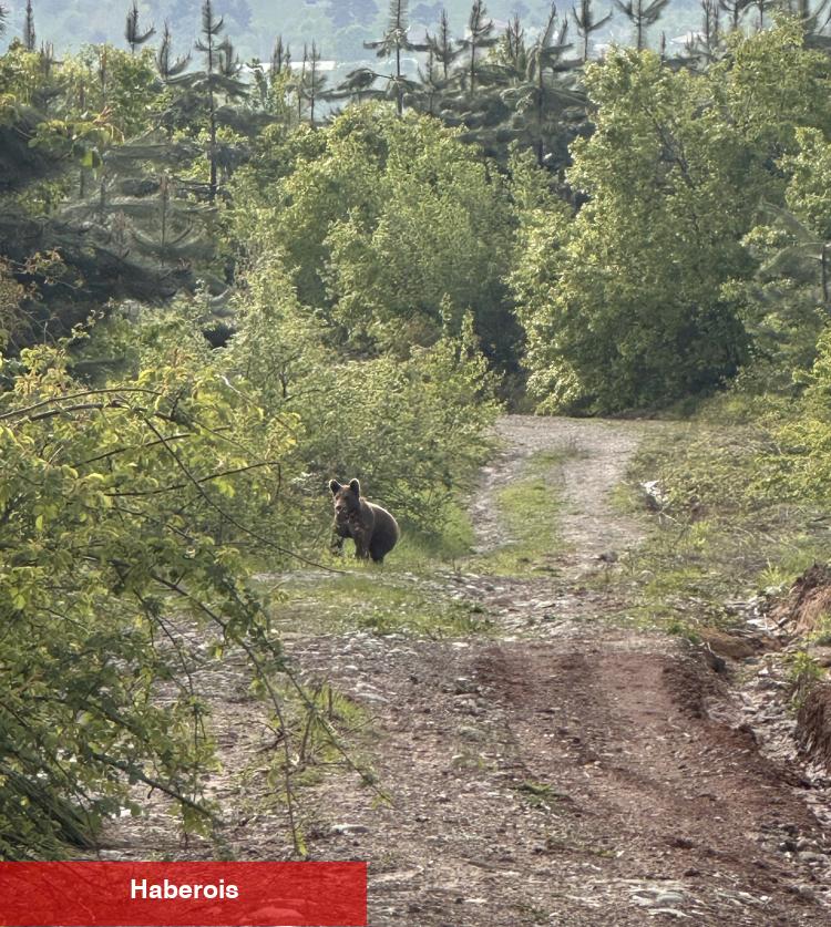 Düzce Kaynaşlı’da piknik yapanların sürpriz misafiri! - Haberois Düzce Kaynaşlı’da piknik yapanların sürpriz misafiri!