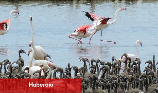Flamingoların büyüleyici dünyası Bornova'da