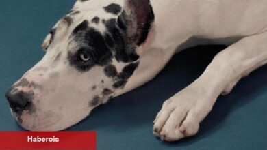 Great Dane, Büyük Ortak Star - Haberois Great Dane, Büyük Ortak Star