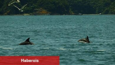 İstanbul Boğazı yunus müşahede aktiflikleri başlıyor