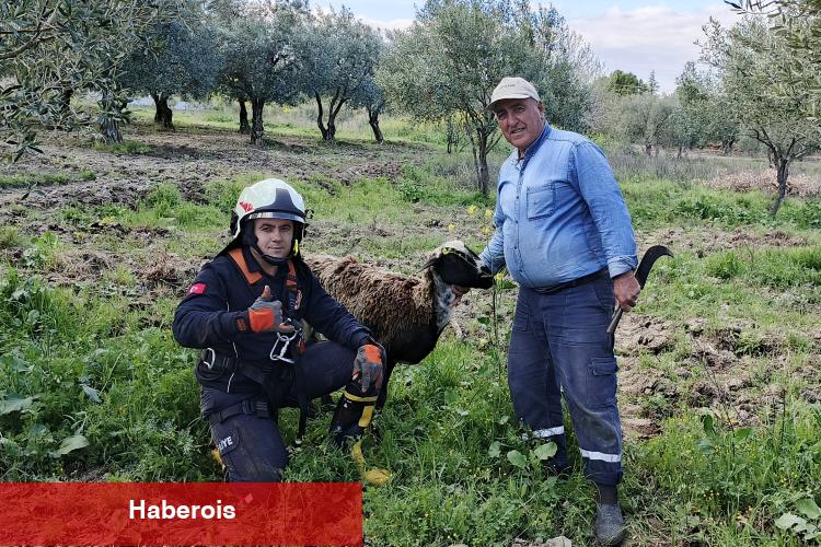 Kuyuya düşen koyunu itfaiye kurtardı - Haberois Kuyuya düşen koyunu itfaiye kurtardı