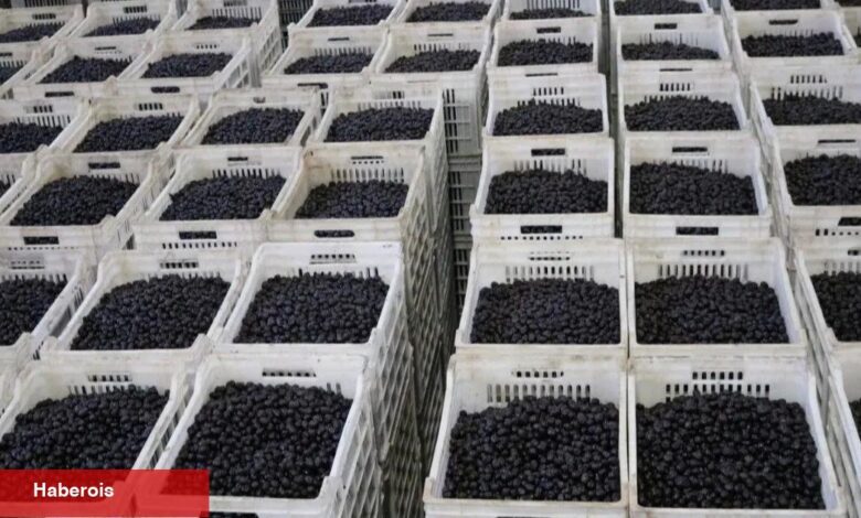 Marmarabirlik son dilim ödemeyi 25 Nisan'da yapacak - Haberois Marmarabirlik son dilim ödemeyi 25 Nisan'da yapacak