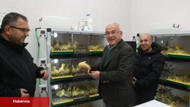 Ordu'da kaz yetiştiriciliği artıyor