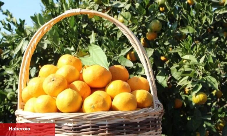 Tarım ÜFE'de en yüksek artış turunçgillerde... Turunçgiller 'Tarım'ın gözdesi