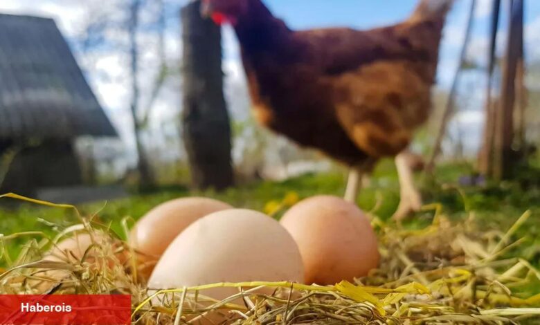 Tavuk eti artarken yumurta üretimi düştü - Haberois Tavuk eti artarken yumurta üretimi düştü