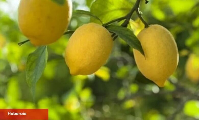 Ticaret'ten limon ihracatına geçici kısıtlama!