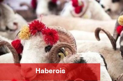 2025 Kurban Hizmetleri Bildirisi yayımlandı