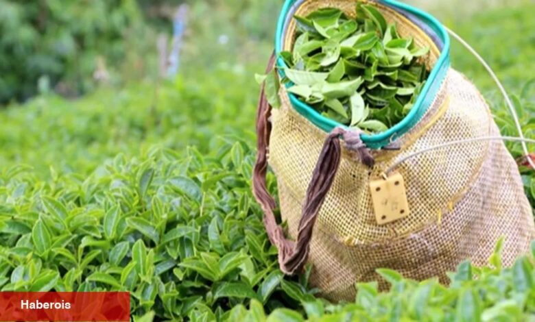 2025 yaş çay alım fiyatı açıklandı - Haberois 2025 yaş çay alım fiyatı açıklandı