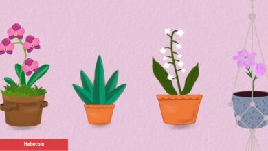 Baharın esintileriyle konutlara yeni bir soluk getirin: Mayıs ayı çiçekleri - Haberois Baharın esintileriyle konutlara yeni bir soluk getirin: Mayıs ayı çiçekleri