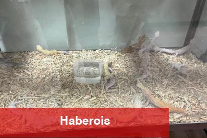 Bursa’da egzotik hayvan kaçakçılığına darbe! - Haberois Bursa’da egzotik hayvan kaçakçılığına darbe!
