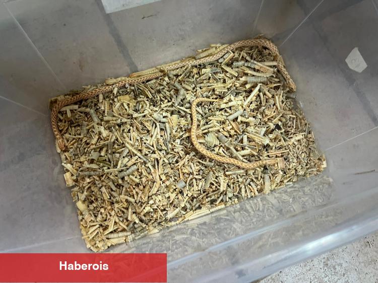 Bursa’da egzotik hayvan kaçakçılığına darbe! - Haberois Bursa’da egzotik hayvan kaçakçılığına darbe!