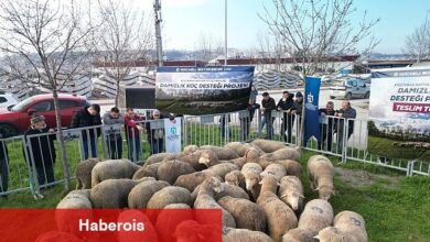 Büyükşehir'den üreticilere damızlık koç dayanağı - Haberois Büyükşehir'den üreticilere damızlık koç dayanağı