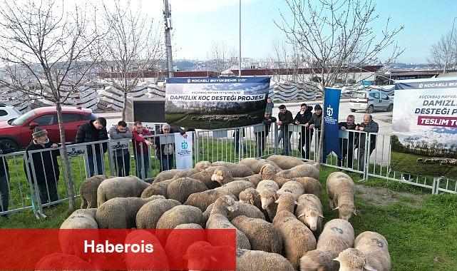 Büyükşehir'den üreticilere damızlık koç dayanağı