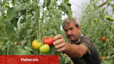 Büyükşehir'den yüzde 50 hibeli sera takviyesi - Haberois Büyükşehir'den yüzde 50 hibeli sera takviyesi