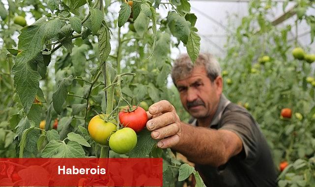 Büyükşehir'den yüzde 50 hibeli sera takviyesi - Haberois Büyükşehir'den yüzde 50 hibeli sera takviyesi