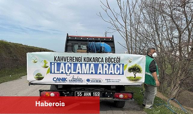 Canik'te Kokarca Böceğine Karşı Uğraşta Atak