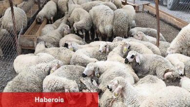 Çankaya Kurban Bayramına Hazır - Haberois Çankaya Kurban Bayramına Hazır