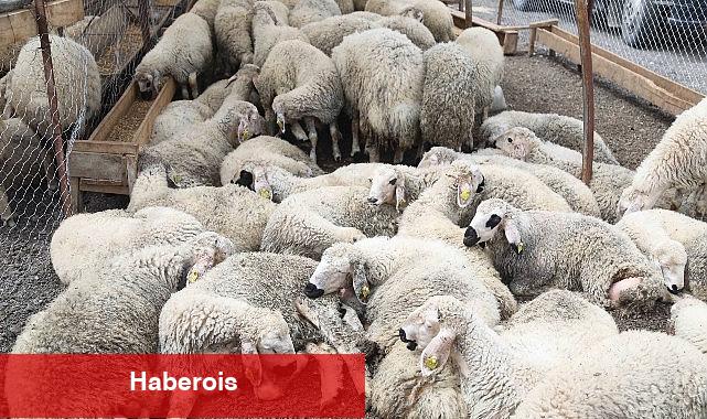 Çankaya Kurban Bayramına Hazır