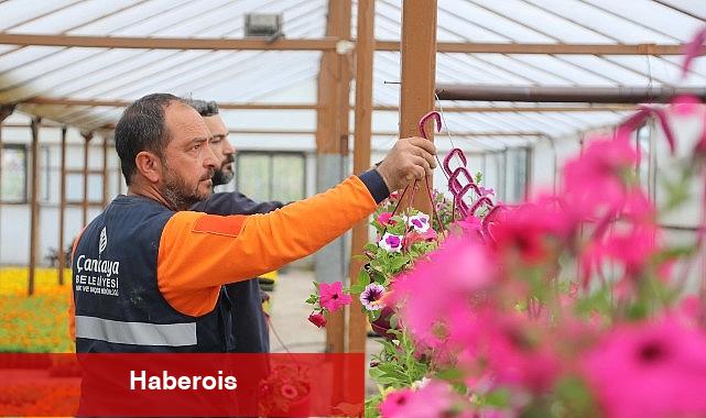Çansera'nın Yazlık Çiçekleri Çankaya'yı Süsleyecek - Haberois Çansera'nın Yazlık Çiçekleri Çankaya'yı Süsleyecek