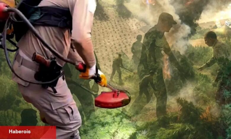 Diyarbakır'da uzaktan algılama ile zehir tacirlerine geçit verilmedi! Milyonlarca kök kenevir ele geçirildi - Haberois Diyarbakır'da uzaktan algılama ile zehir tacirlerine geçit verilmedi! Milyonlarca kök kenevir ele geçirildi