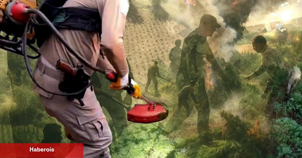 Diyarbakır'da uzaktan algılama ile zehir tacirlerine geçit verilmedi! Milyonlarca kök kenevir ele geçirildi
